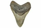 Fossil Megalodon Tooth - North Carolina #351733-1